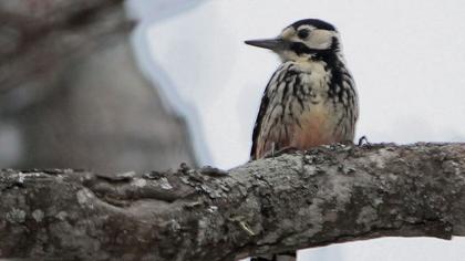 White-backed Woodpecker