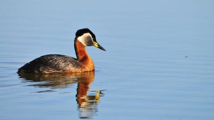 Red-necked Grebe
