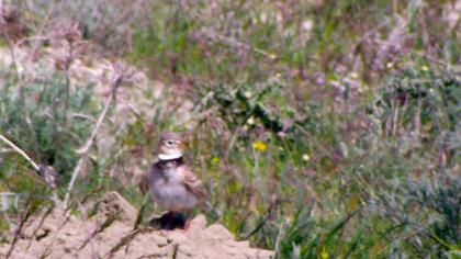 Calandra Lark