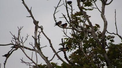Rosy Starling