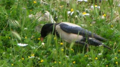 Rosy Starling