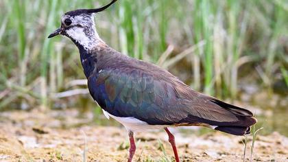 Northern Lapwing