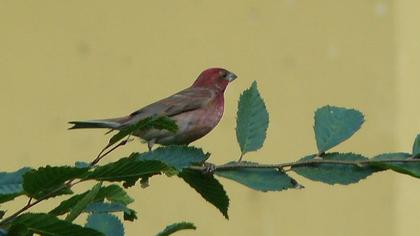 Common Rosefinch