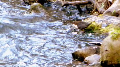 White-throated Dipper