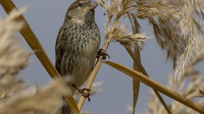 Spanish Sparrow