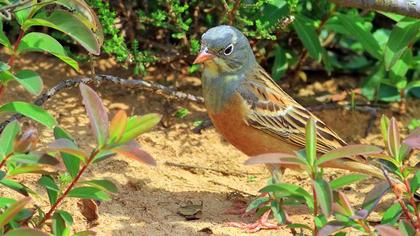 Ortolan Bunting