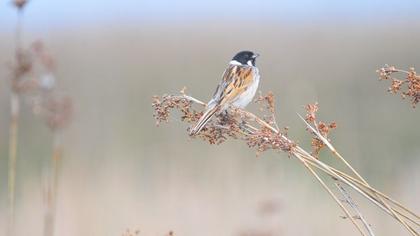 Common Reed Bunting