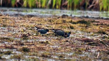 Common Moorhen