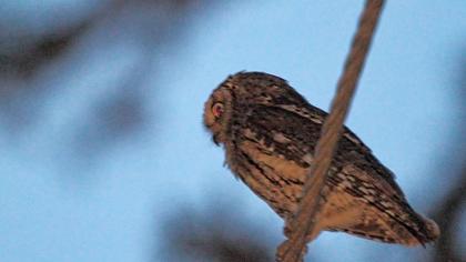 Eurasian Scops Owl