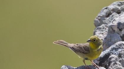 Cinereous Bunting