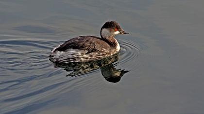Black-necked Grebe