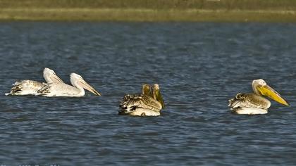 Great White Pelican