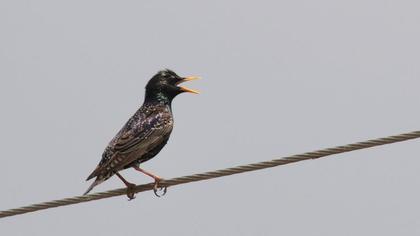 Common Starling
