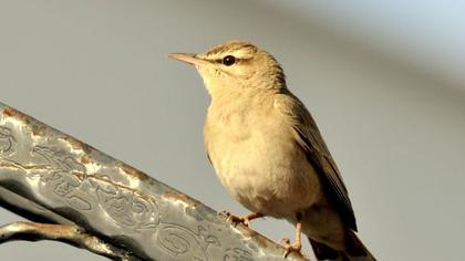 Rufous-tailed Scrub Robin