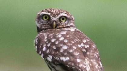 Little Owl