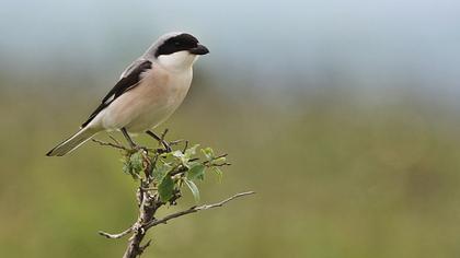 Lesser Grey Shrike
