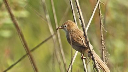 Iraq Babbler