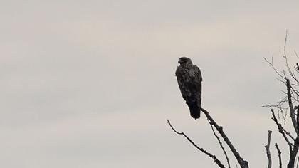 Eastern Imperial Eagle