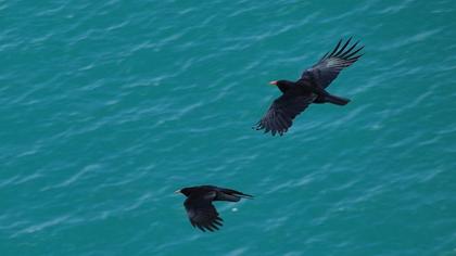 Kırmızıgagalı dağ kargası