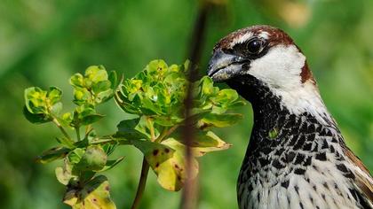 Spanish Sparrow