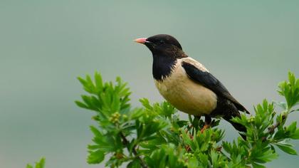 Rosy Starling