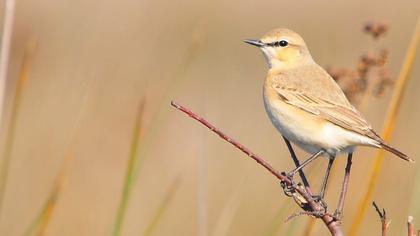 Isabelline Wheatear