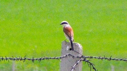 Red-backed Shrike