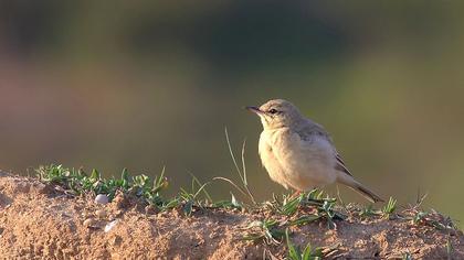 Tawny Pipit