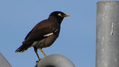 Common Myna