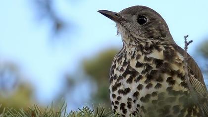 Mistle Thrush