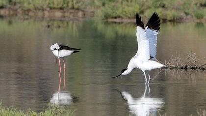 Pied Avocet