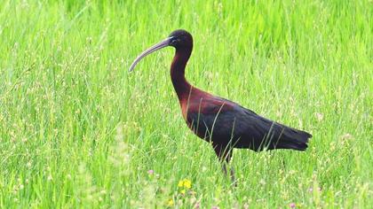 Glossy Ibis