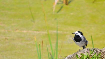 White Wagtail