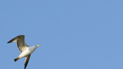 Lesser Black-backed Gull
