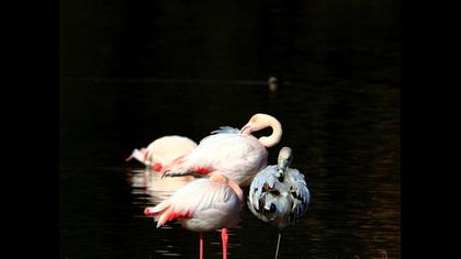Flamingo