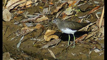 Green Sandpiper