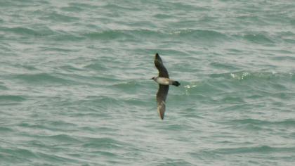 Long-tailed Jaeger