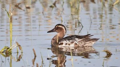 Garganey