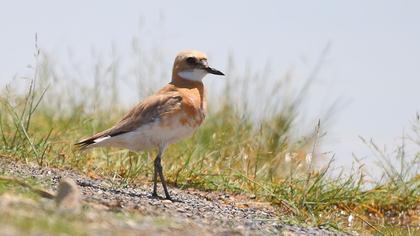 Greater Sand Plover