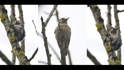 Lesser Spotted Woodpecker
