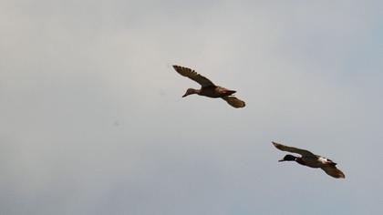 Mallard