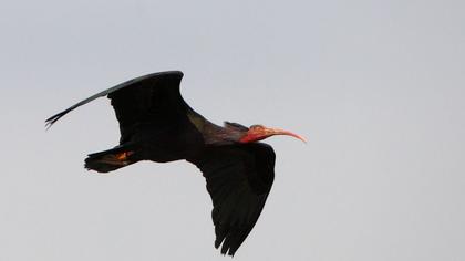 Kelaynak