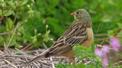 Ortolan Bunting