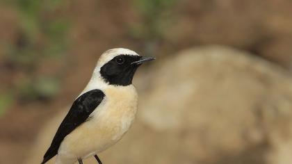 Black-eared Wheatear