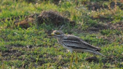 Kocagöz