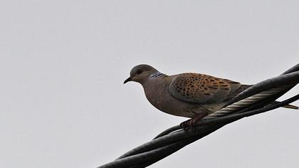 European Turtle Dove