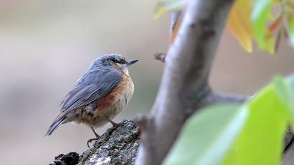 Eurasian Nuthatch