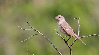 Barred Warbler