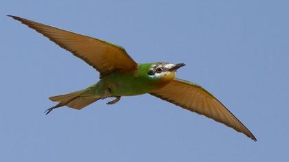 Blue-cheeked Bee-eater