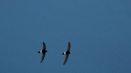 Little Swift